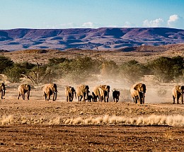 Sur les traces des éléphants du désert